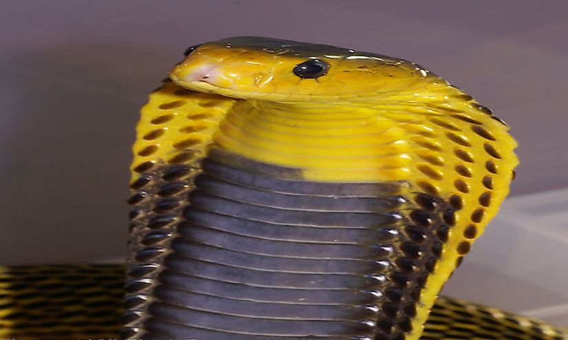 How Many Types Of Cobras Are There? Which Species Are Most Venomous ...