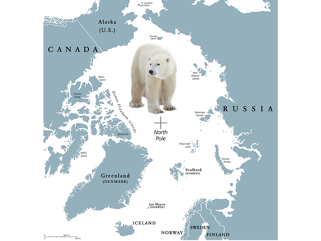 Polar Bear 005 