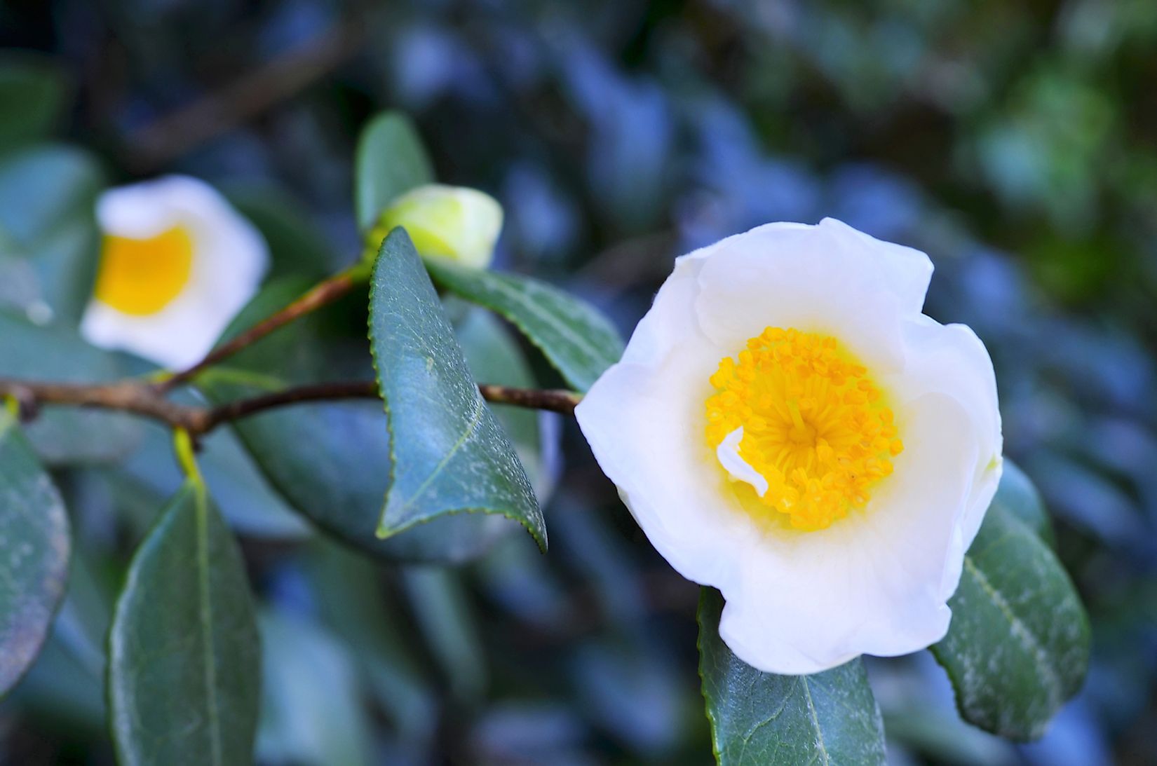 what-is-the-rarest-flower-in-the-world-worldatlas