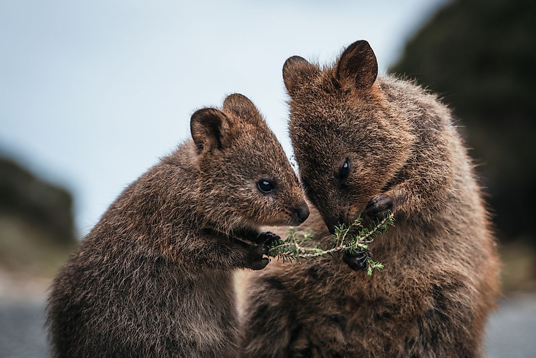 do-quokkas-really-throw-their-babies-worldatlas