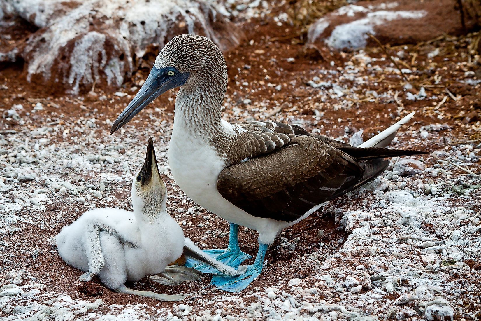 This Is How Your Bright Blue Feet Can Help Save A Vanishing Booby Bird ...