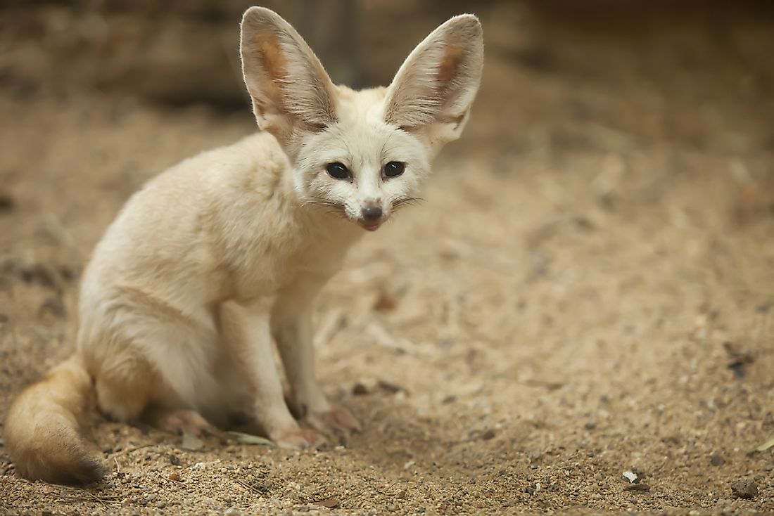 10 Animals Found In Kuwait - WorldAtlas