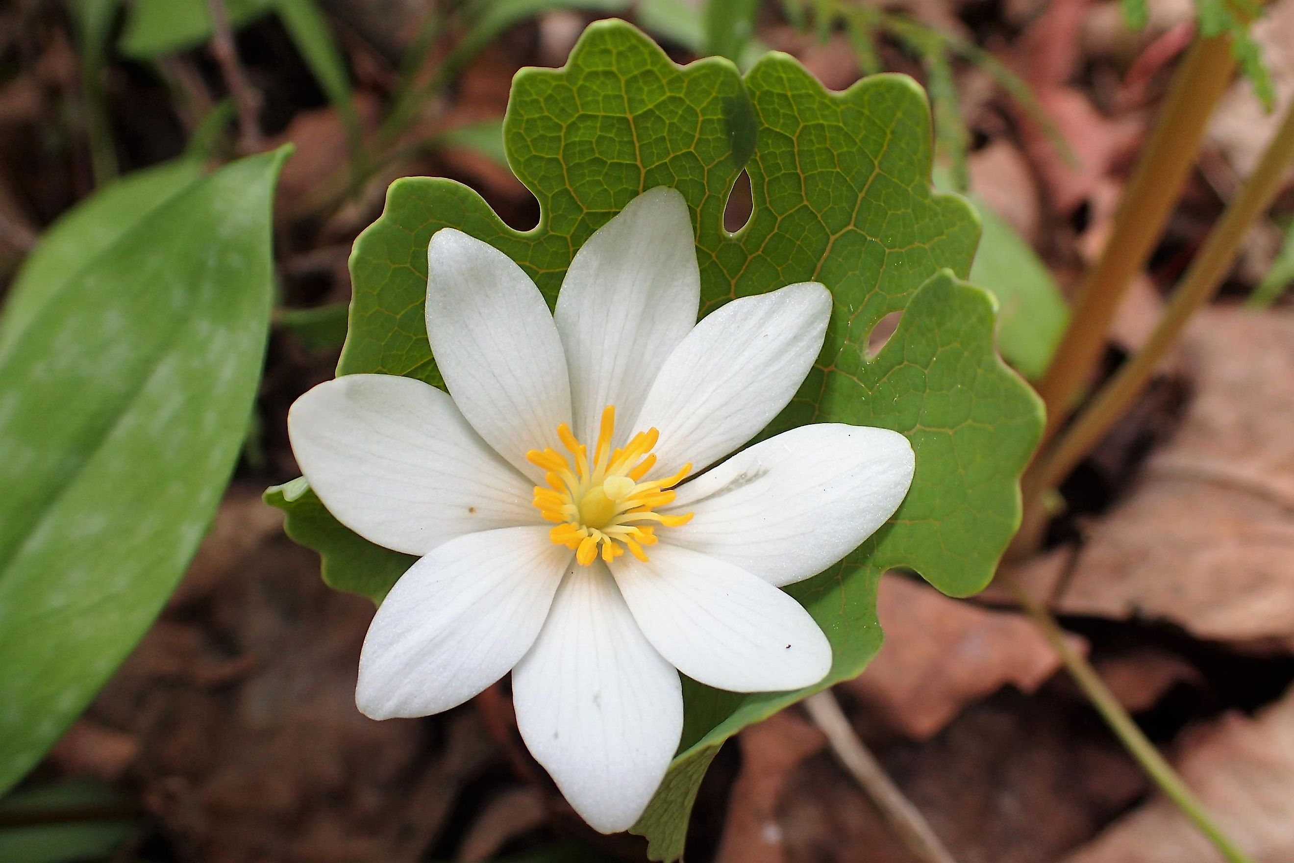 10 Poisonous Plants You Must Never Touch WorldAtlas