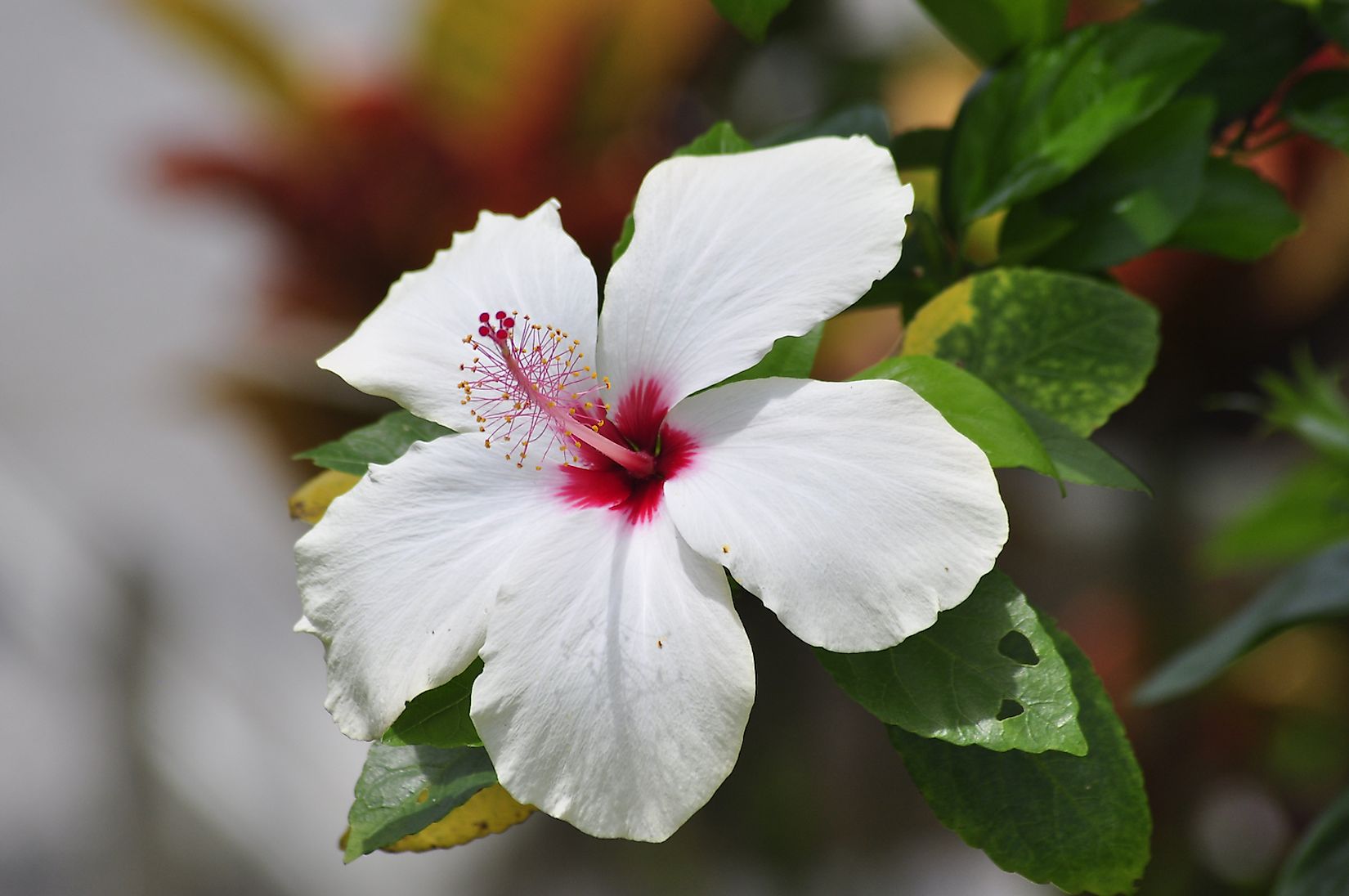 what-is-the-rarest-flower-in-the-world-worldatlas