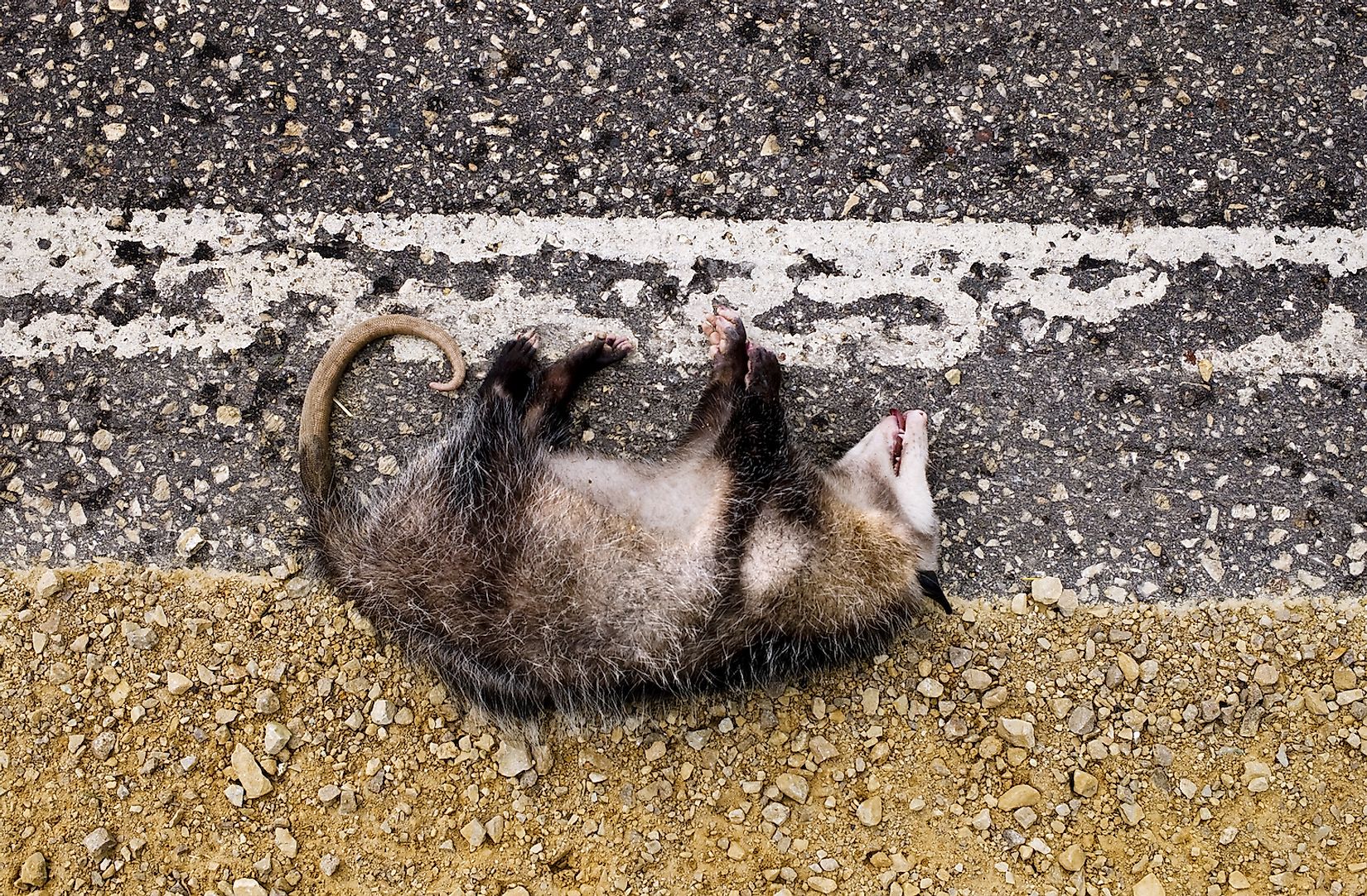 Animals That Are The Biggest Road-Kill Victims In America - WorldAtlas