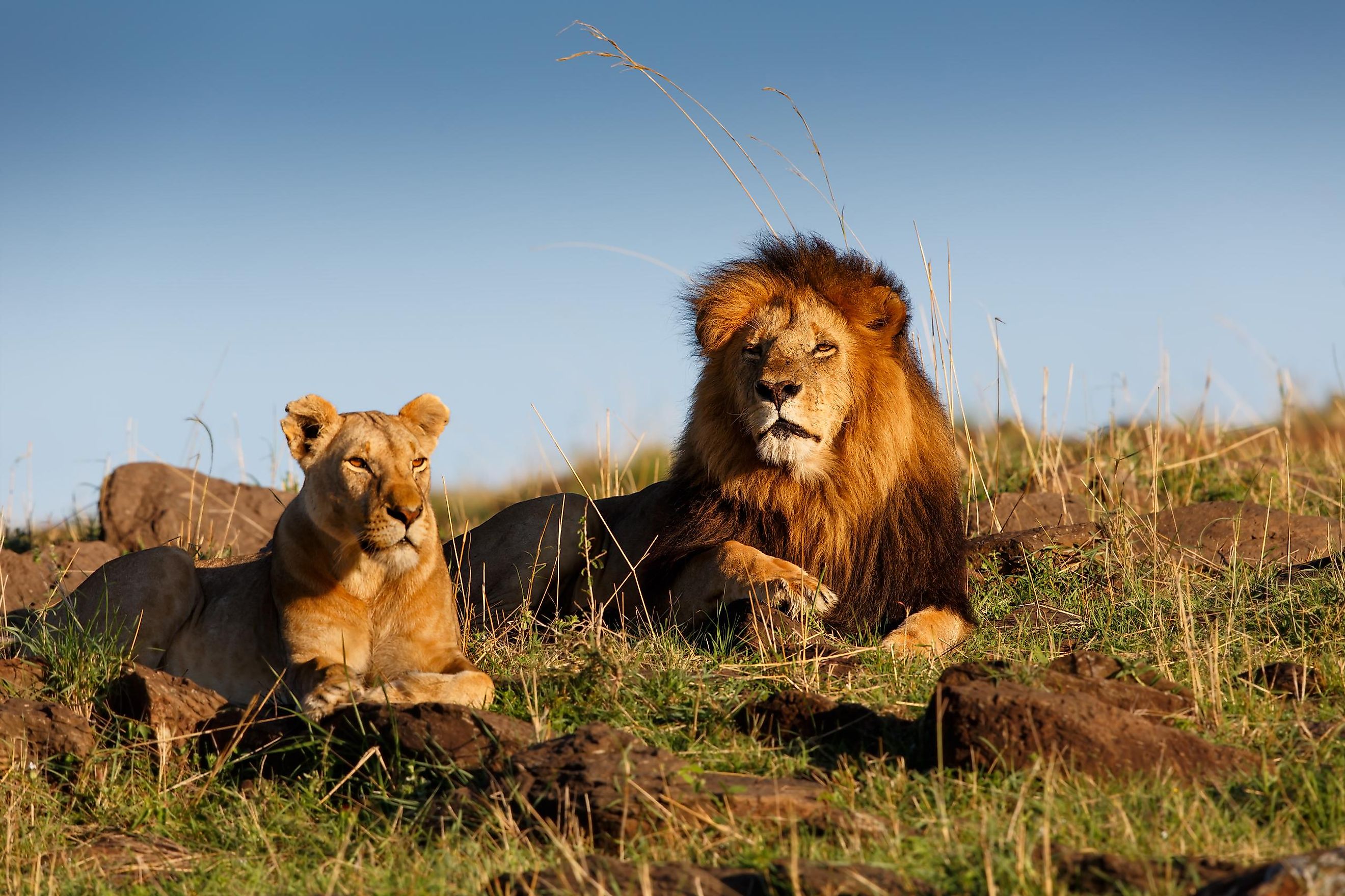 What Are The Differences Between Asiatic Lions And African Lions