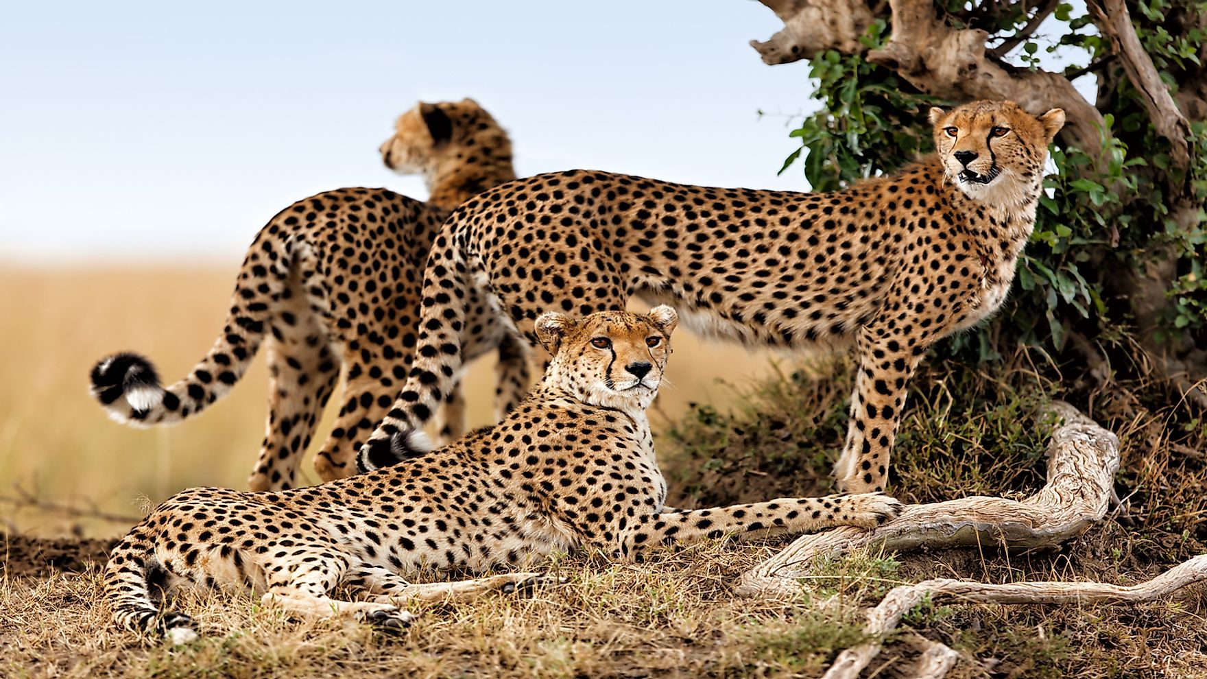 african-cheetahs-can-now-be-brought-to-india-rules-india-s-apex-court-worldatlas