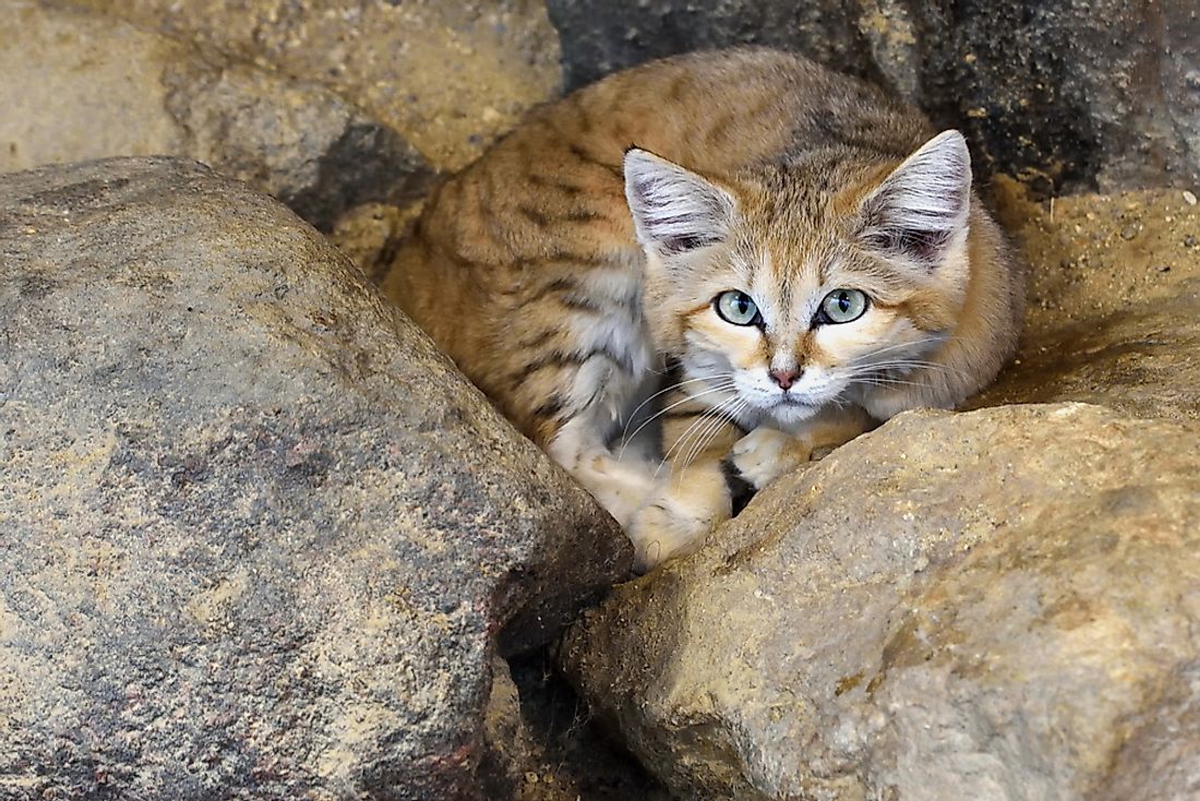 10 Animals Native to Egypt - WorldAtlas