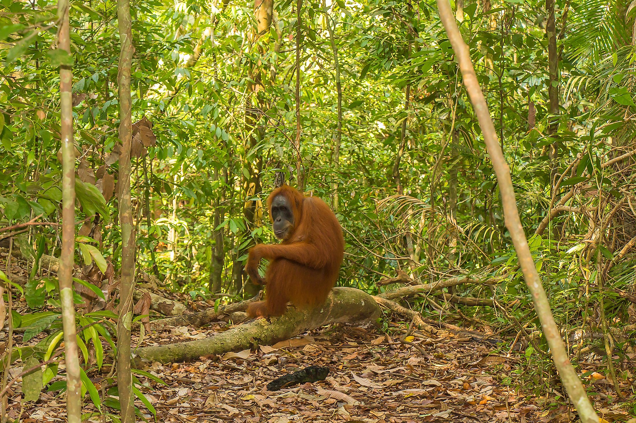 Where Do Orangutans Live? - WorldAtlas