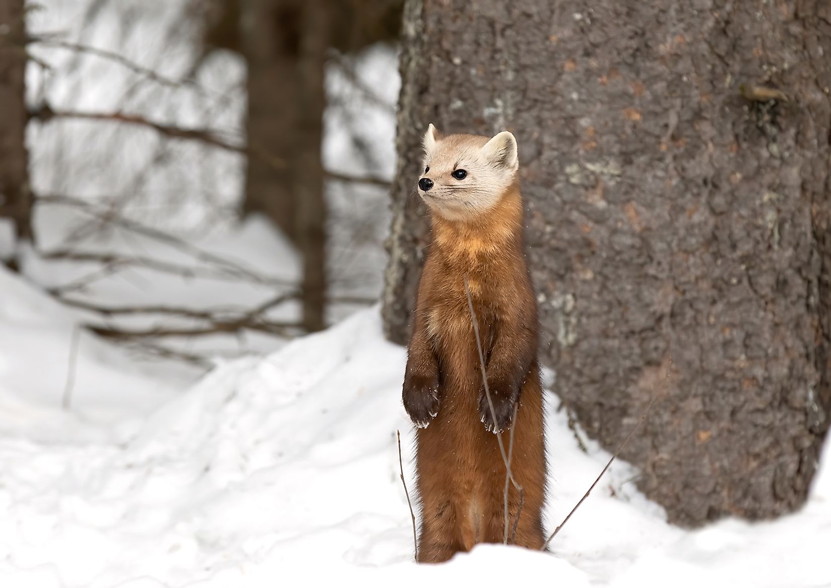 A List Of Canada S Threatened Mammals Worldatlas