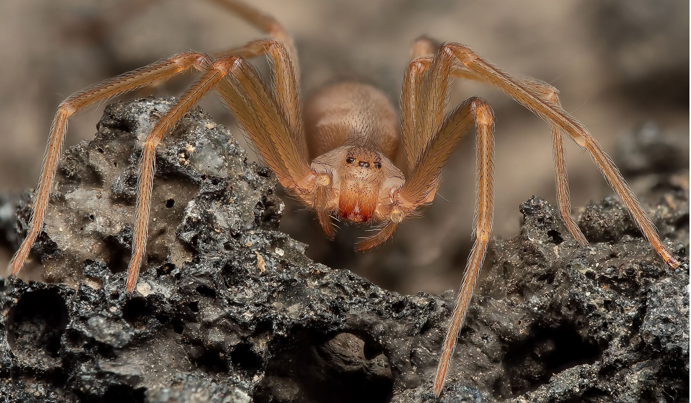 Mediterranean recluse spider, violin spider (Loxosceles rufescens), Brown recluse spider, in its wild habitat.