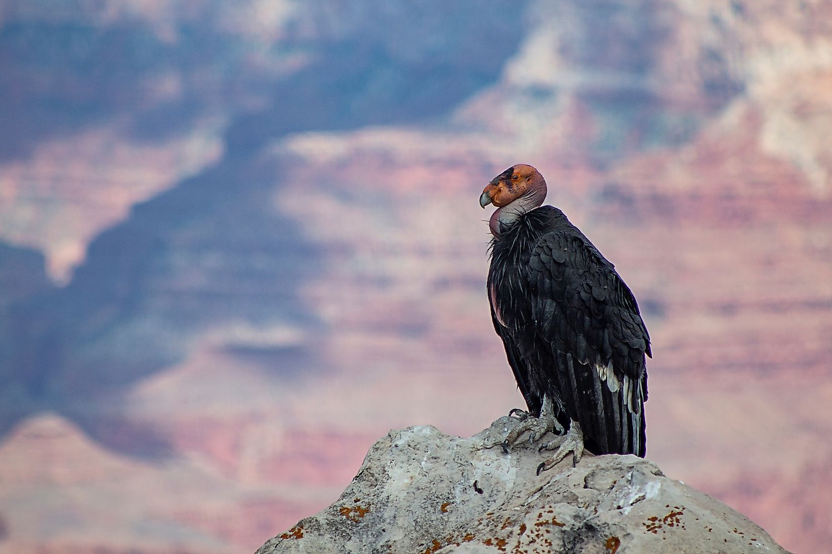 What Animals Live In The Grand Canyon? - WorldAtlas