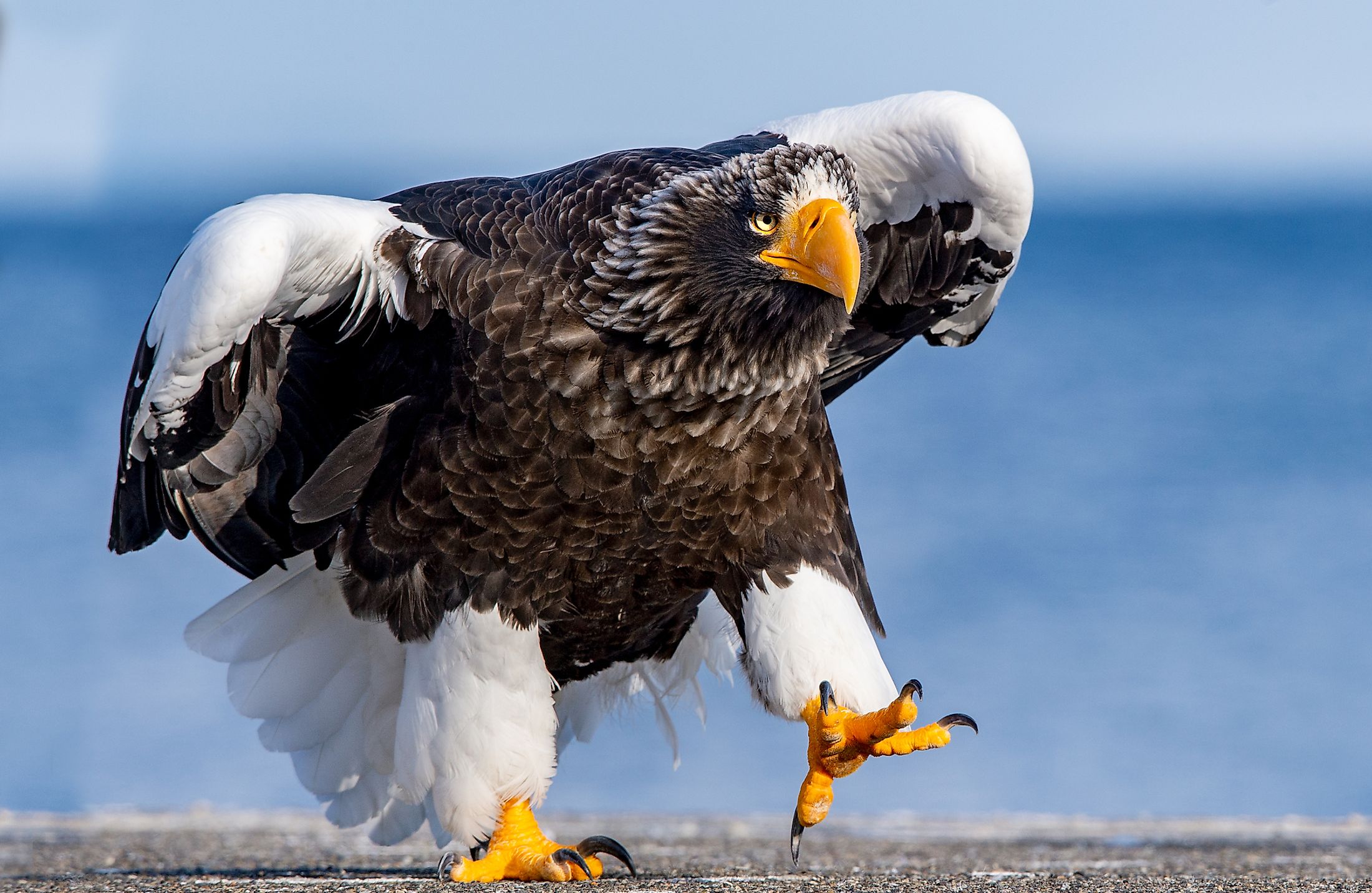 The World s Largest Eagles WorldAtlas