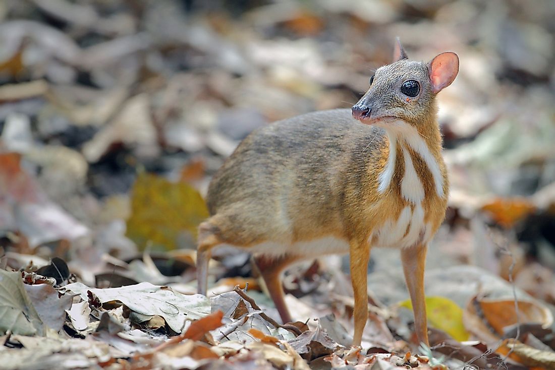 10 Animals Found in Malaysia - WorldAtlas