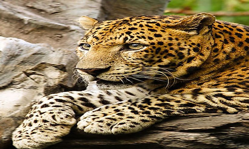 9-different-types-of-leopards-with-facts-and-pictures-leopard-pictures-animals-leopards