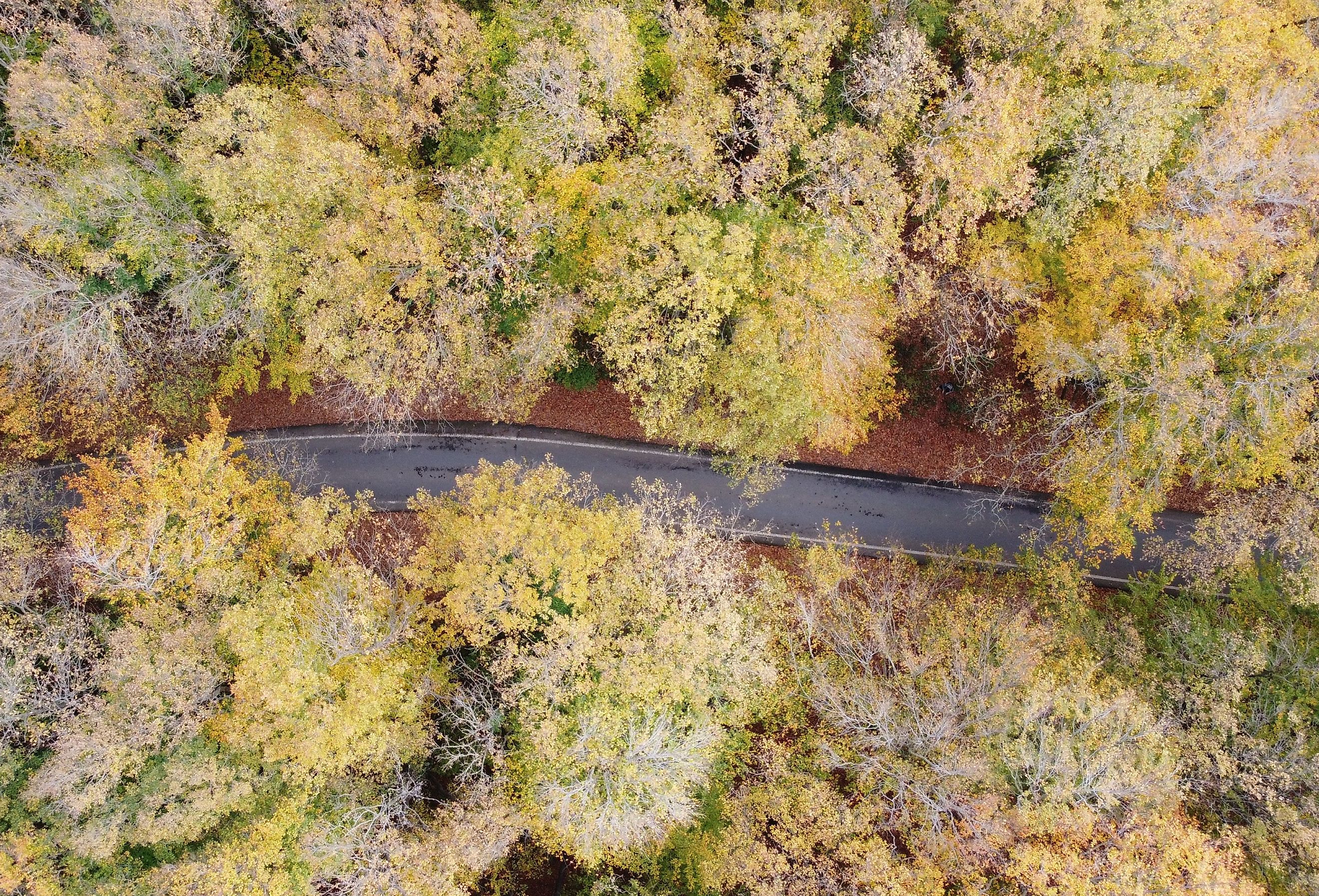 Aerial view of a forest and road in autumn, colorful leaves in Kansas. 