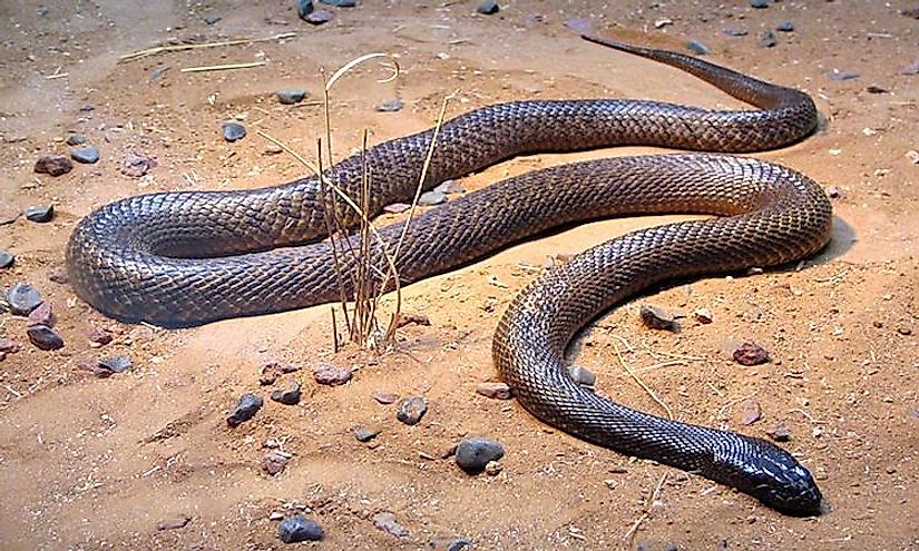 Taipans - Australia's Deadly Snakes: How Many Types Are There ...