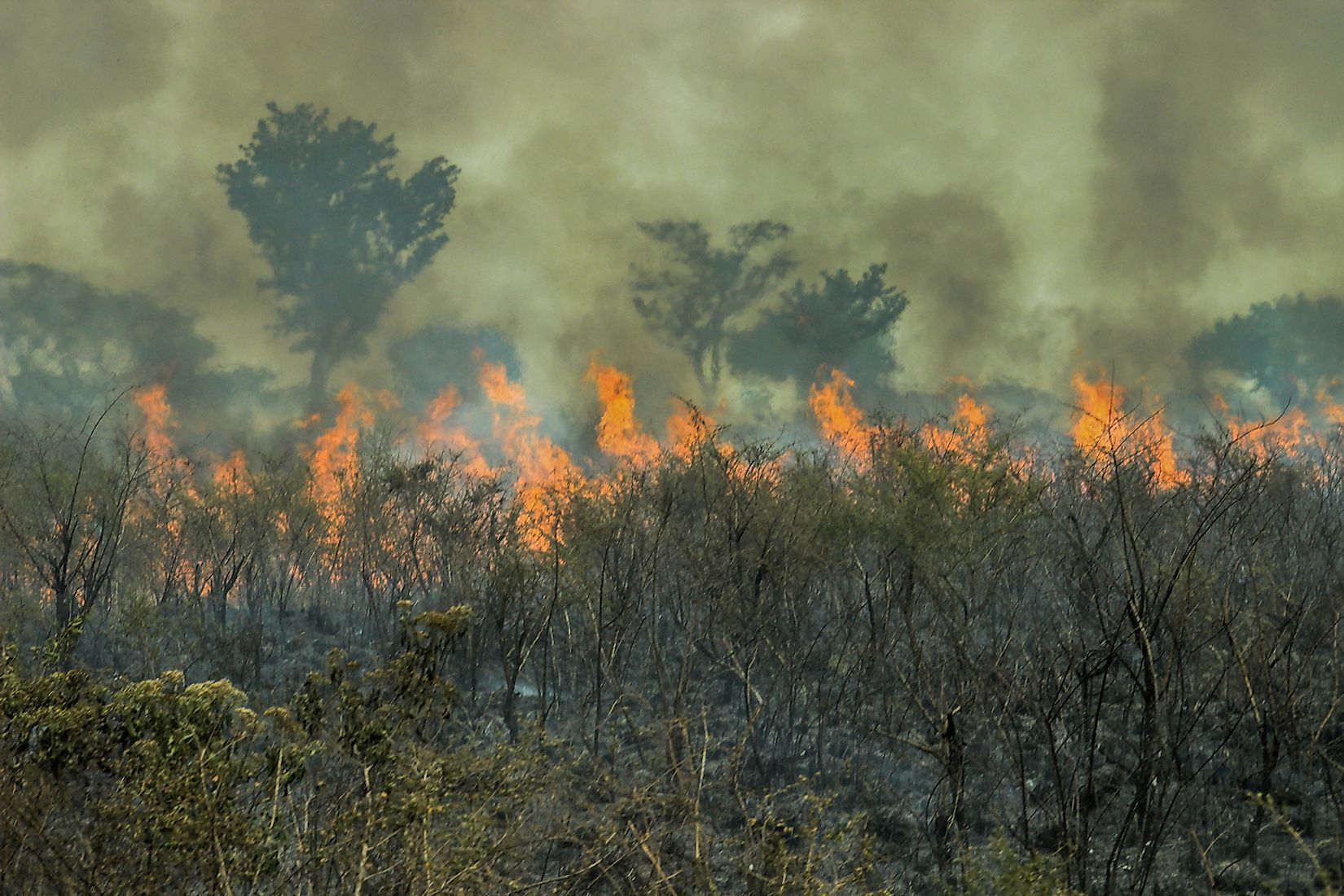 how-much-of-the-amazon-rainforest-is-left-worldatlas