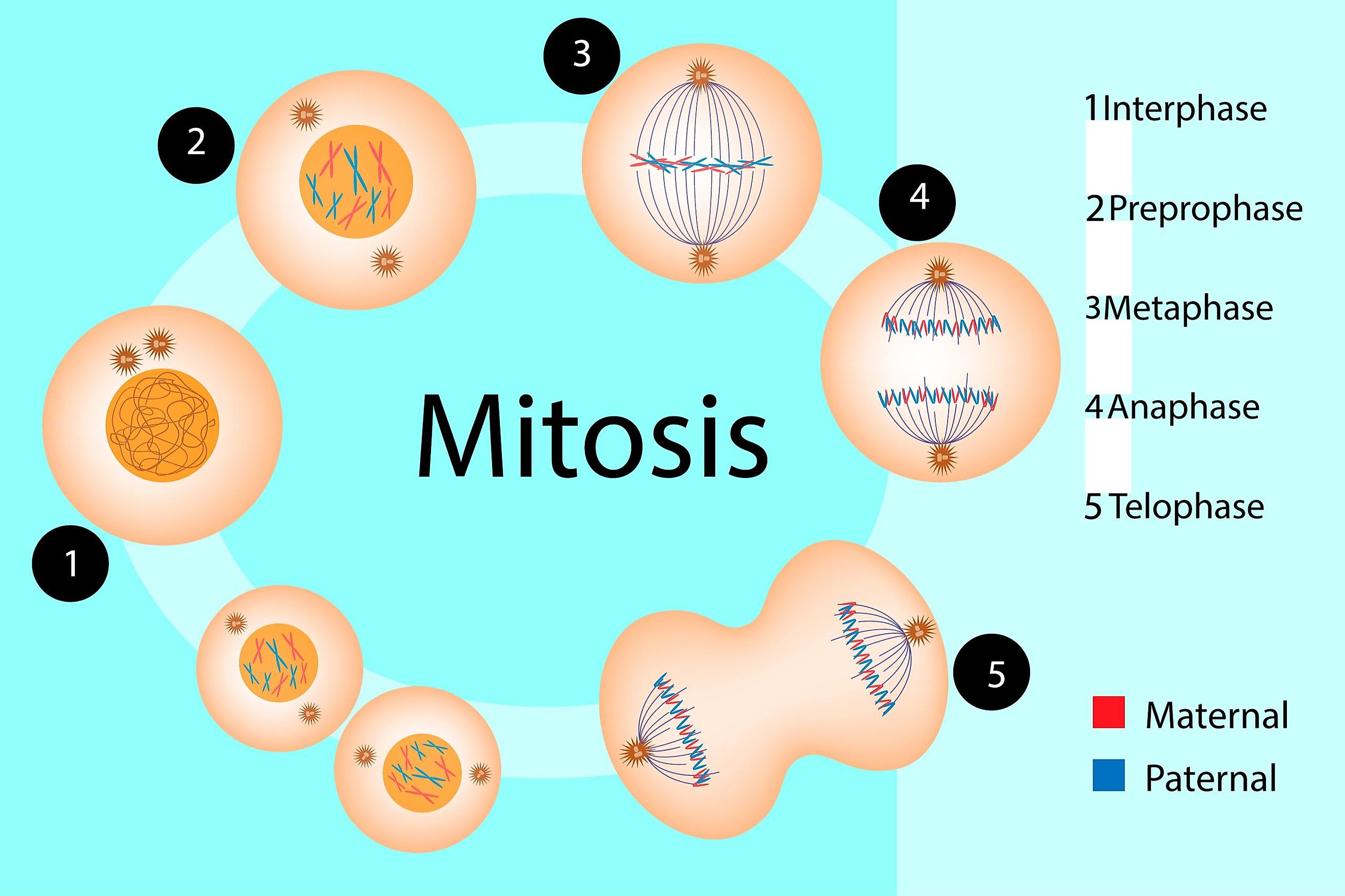 Differences Between Mitosis And Meiosis WorldAtlas