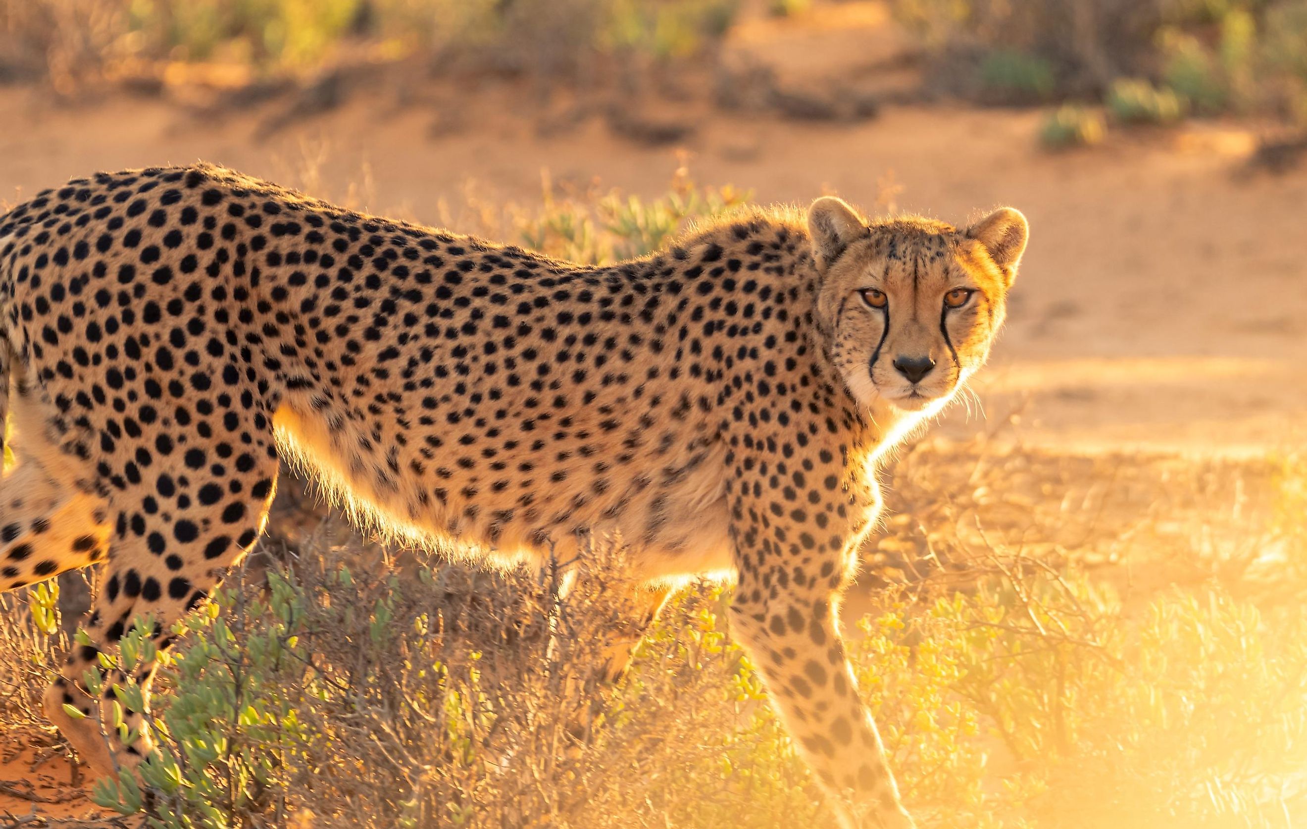 Key Similarities And Differences Between Jaguars And Cheetahs - WorldAtlas
