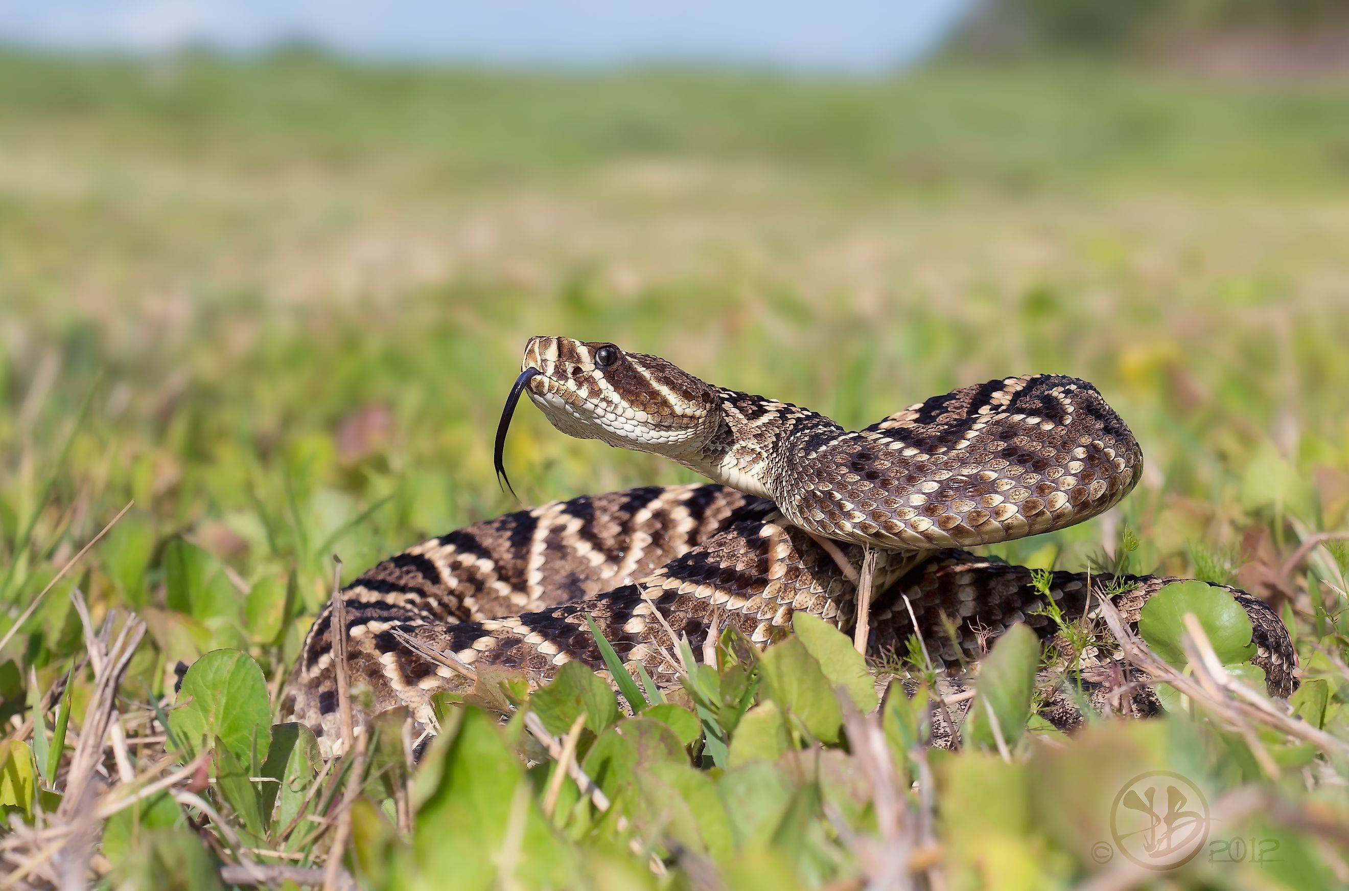 Eastern Diamondback Rattlesnake