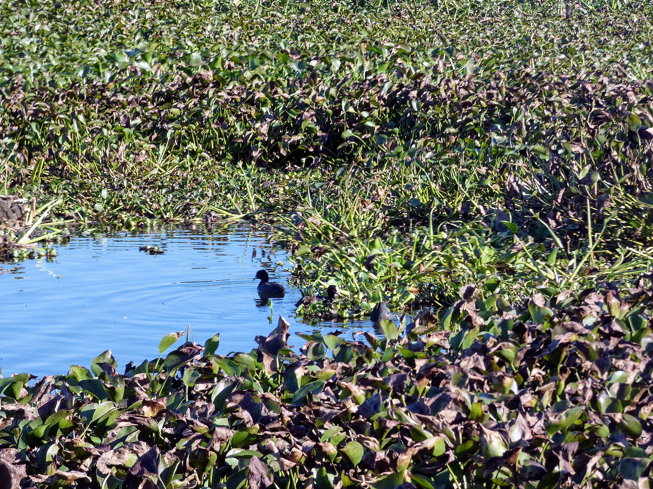 10-most-harmful-invasive-species-in-the-world-worldatlas