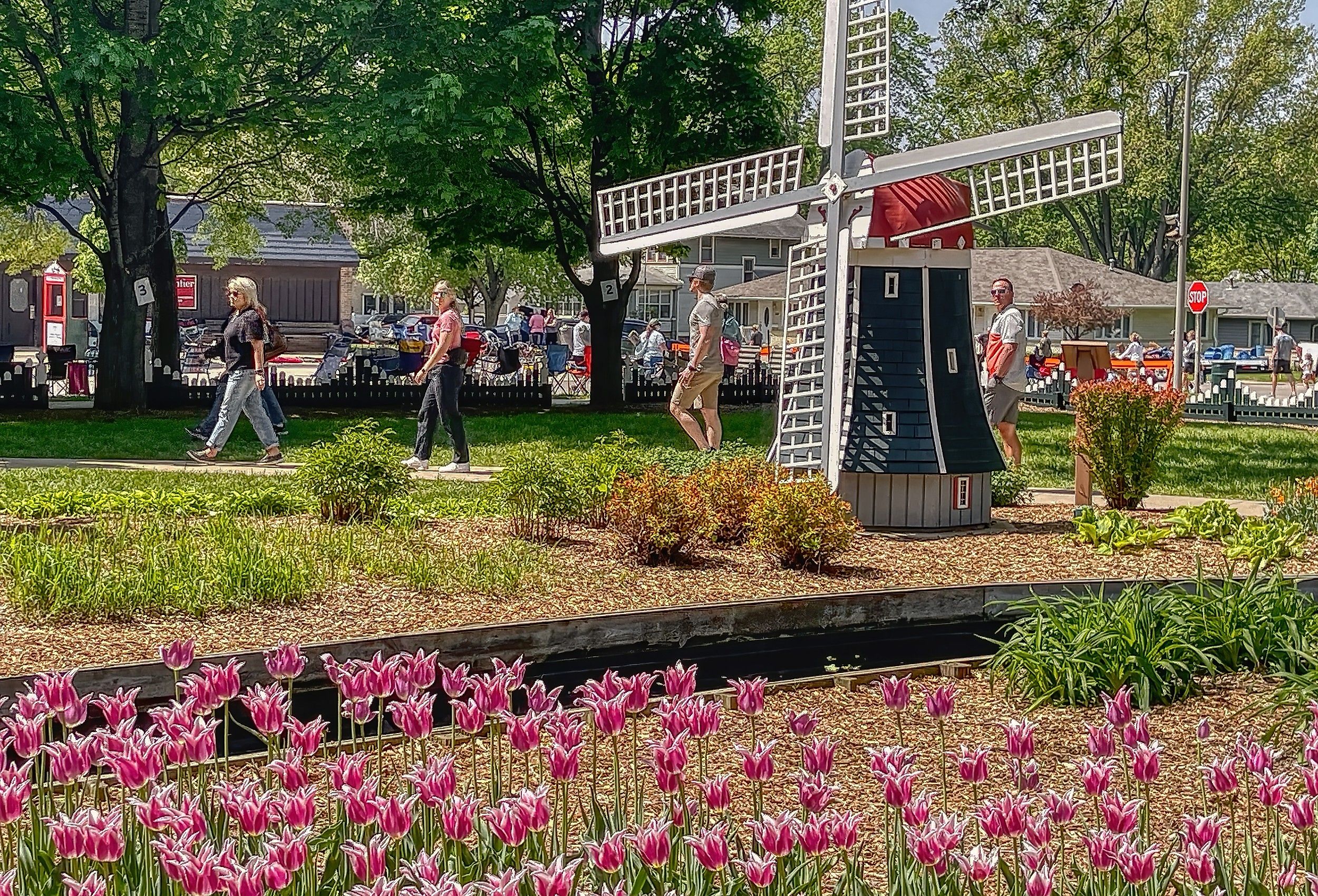 Annual Tulip Festival in Orange City, Iowa. Image credit Jacob Boomsma via Shutterstock