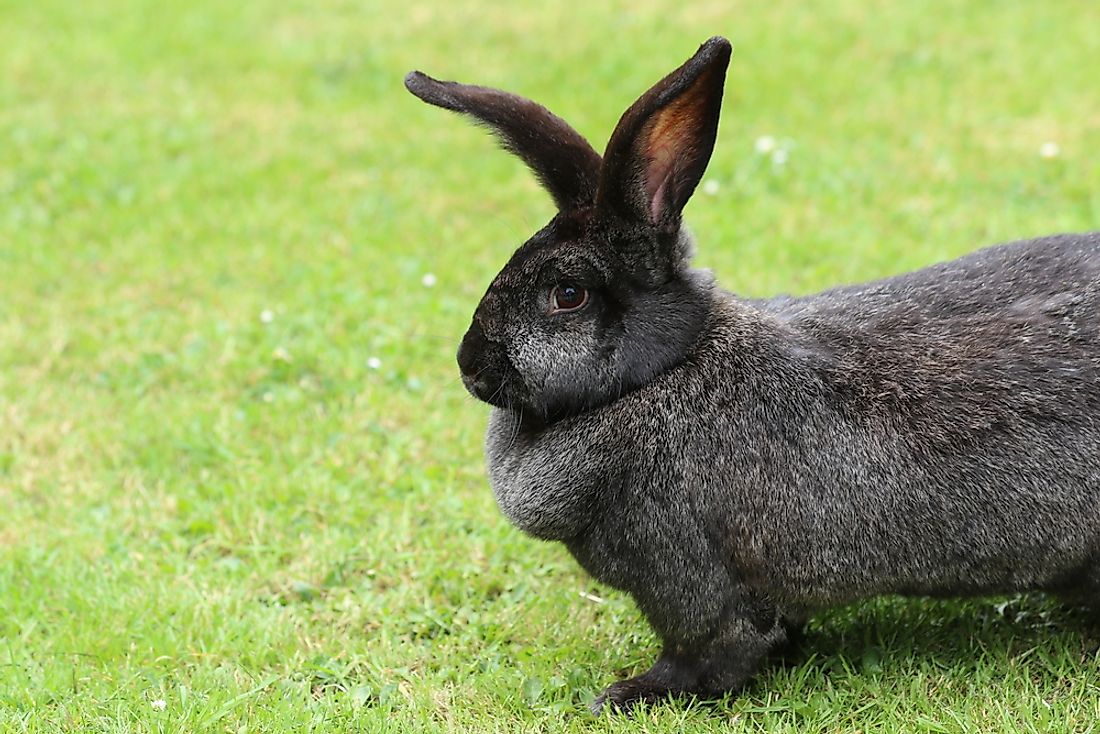 The World's Largest Rabbits WorldAtlas