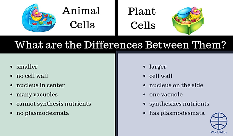 Difference Between Animal Cell And Plant Cell Chart Plant And Animal 