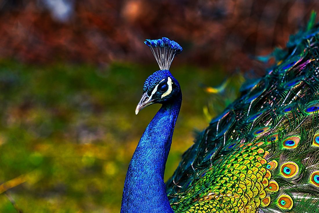 The Three Types Of Peafowl Worldatlas