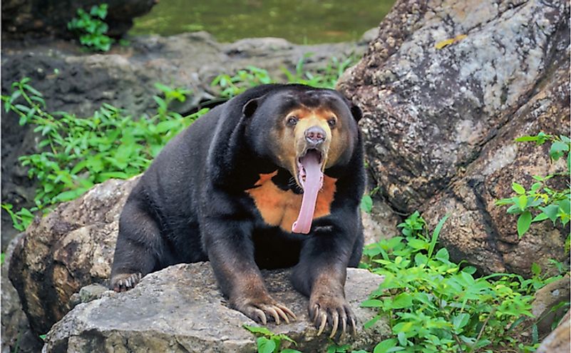 what-are-the-differences-between-the-sloth-bear-asian-black-bear-and