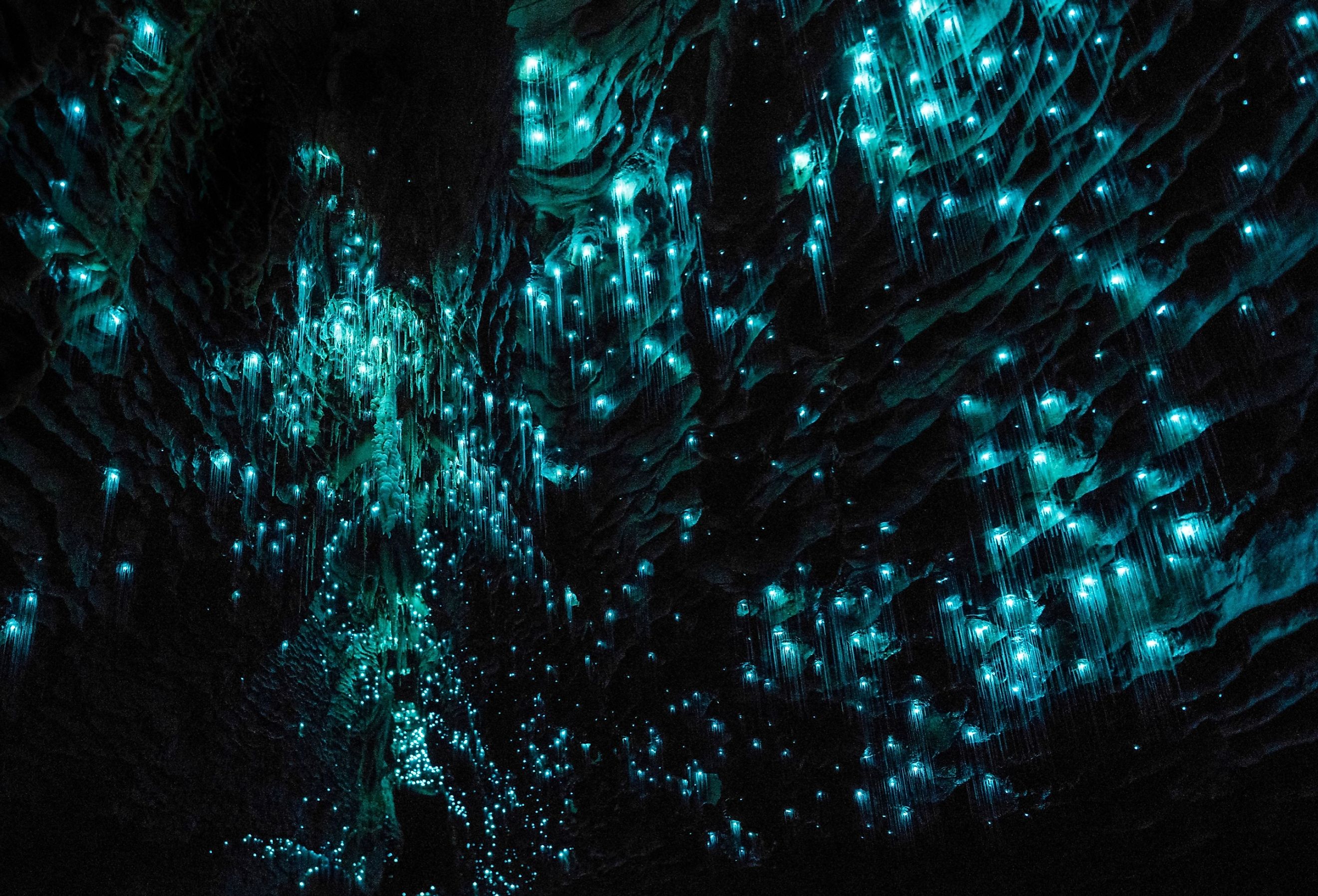 Waitomo Glowworm Caves, Waikato, New Zealand