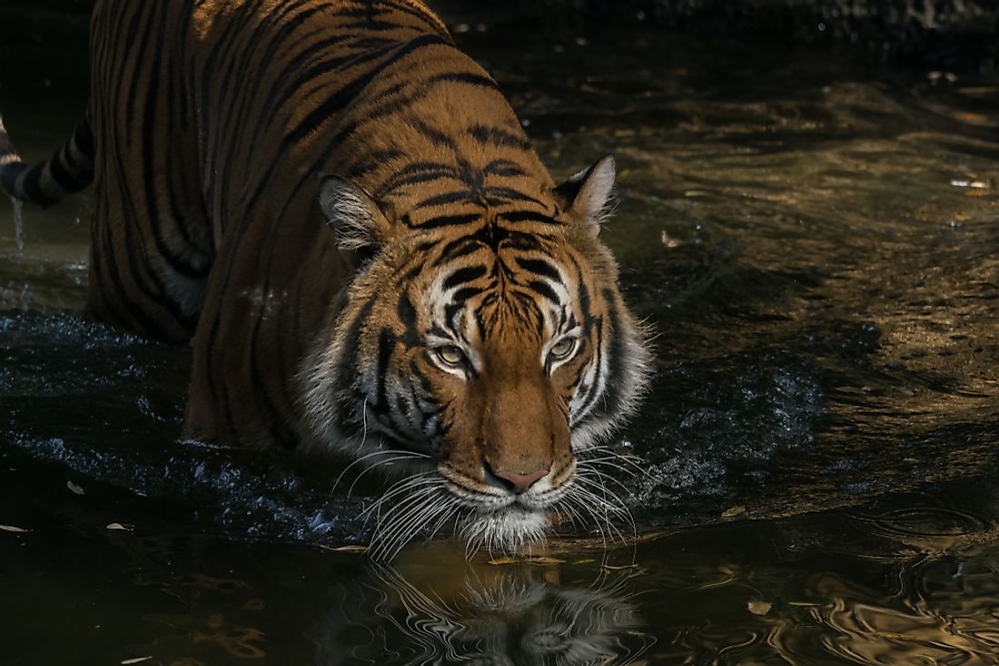 10 Animals Found in Malaysia - WorldAtlas