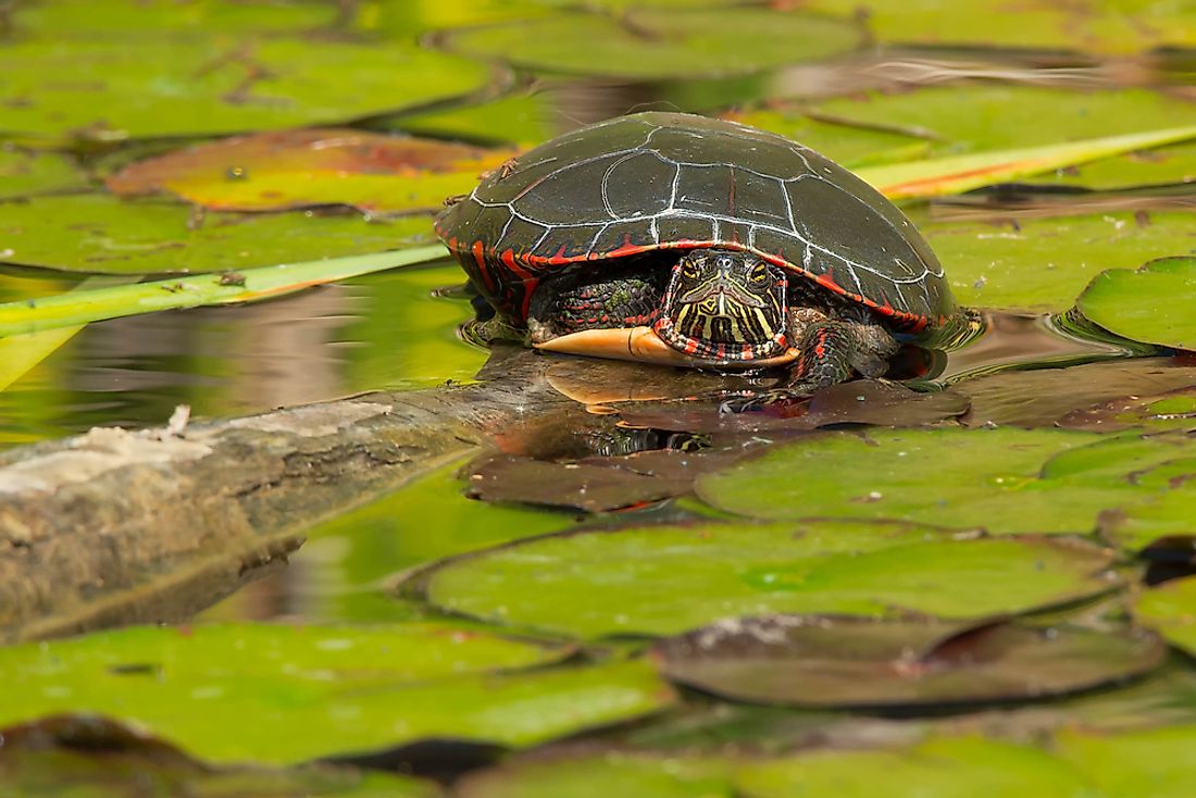 Are Turtles Reptiles? - WorldAtlas