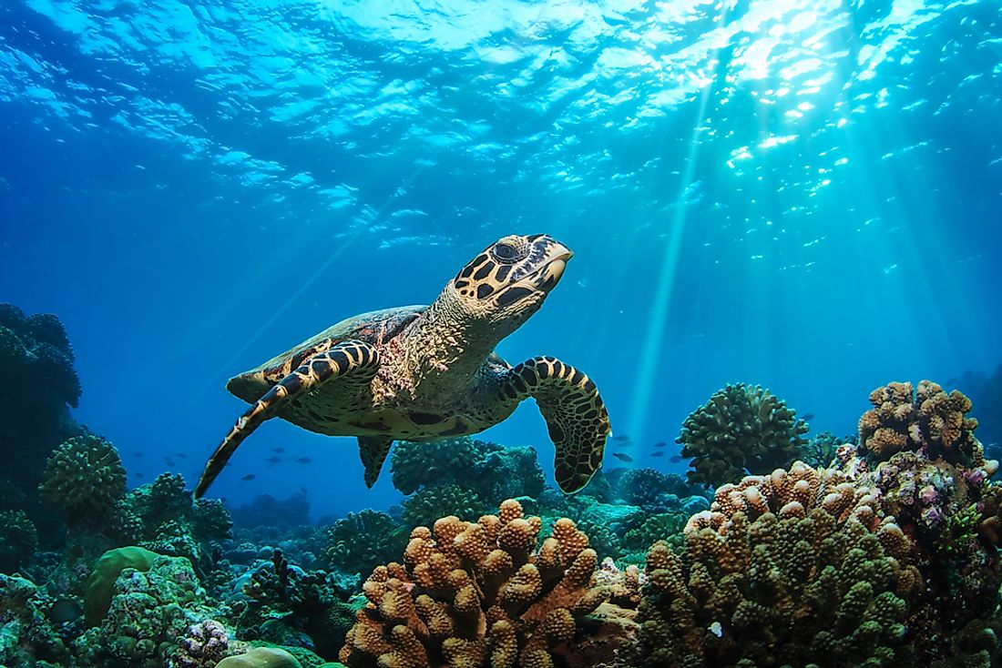 10 Animals Found In The Maldives - WorldAtlas