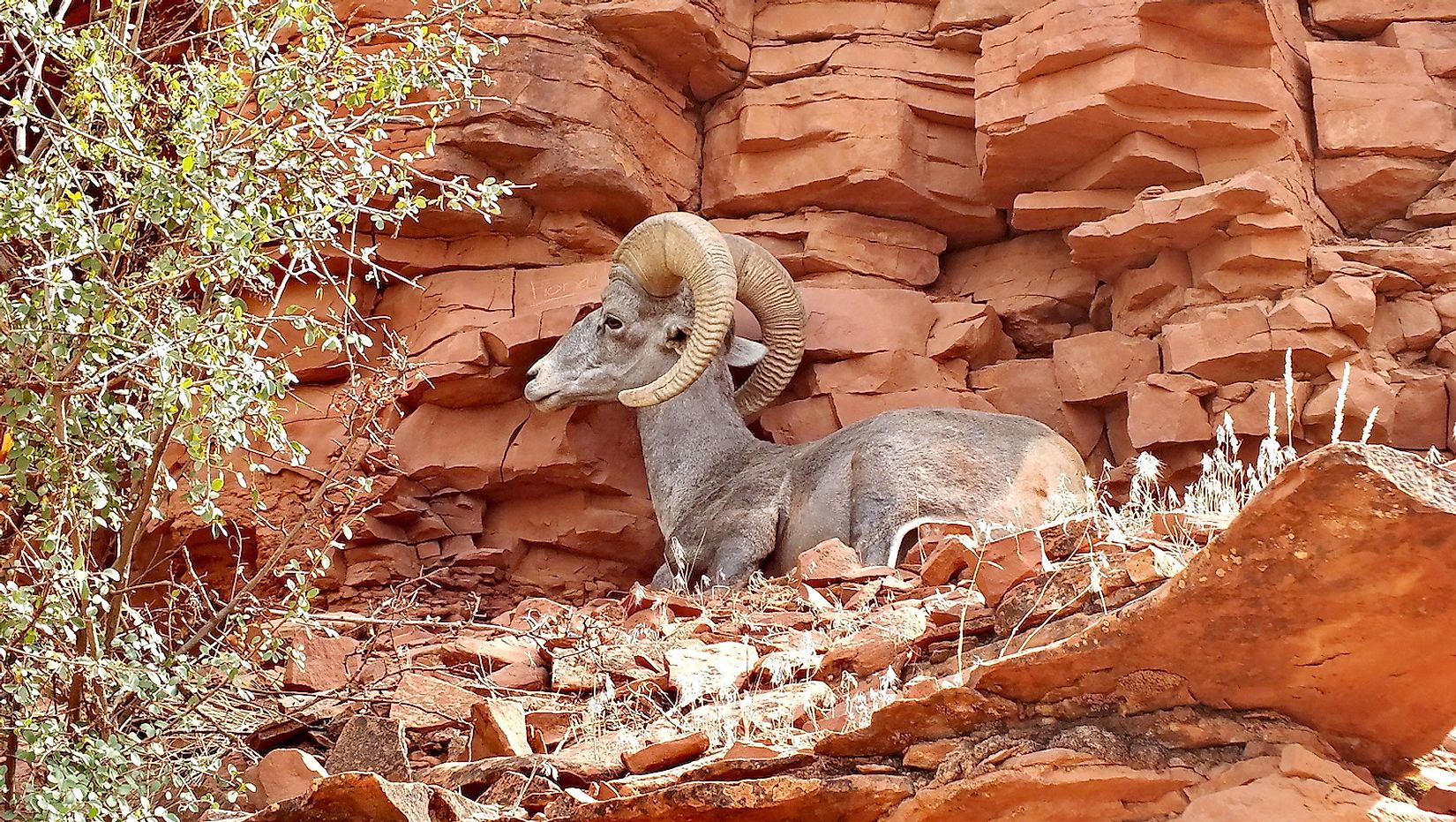 What Animals Live In The Grand Canyon? - WorldAtlas