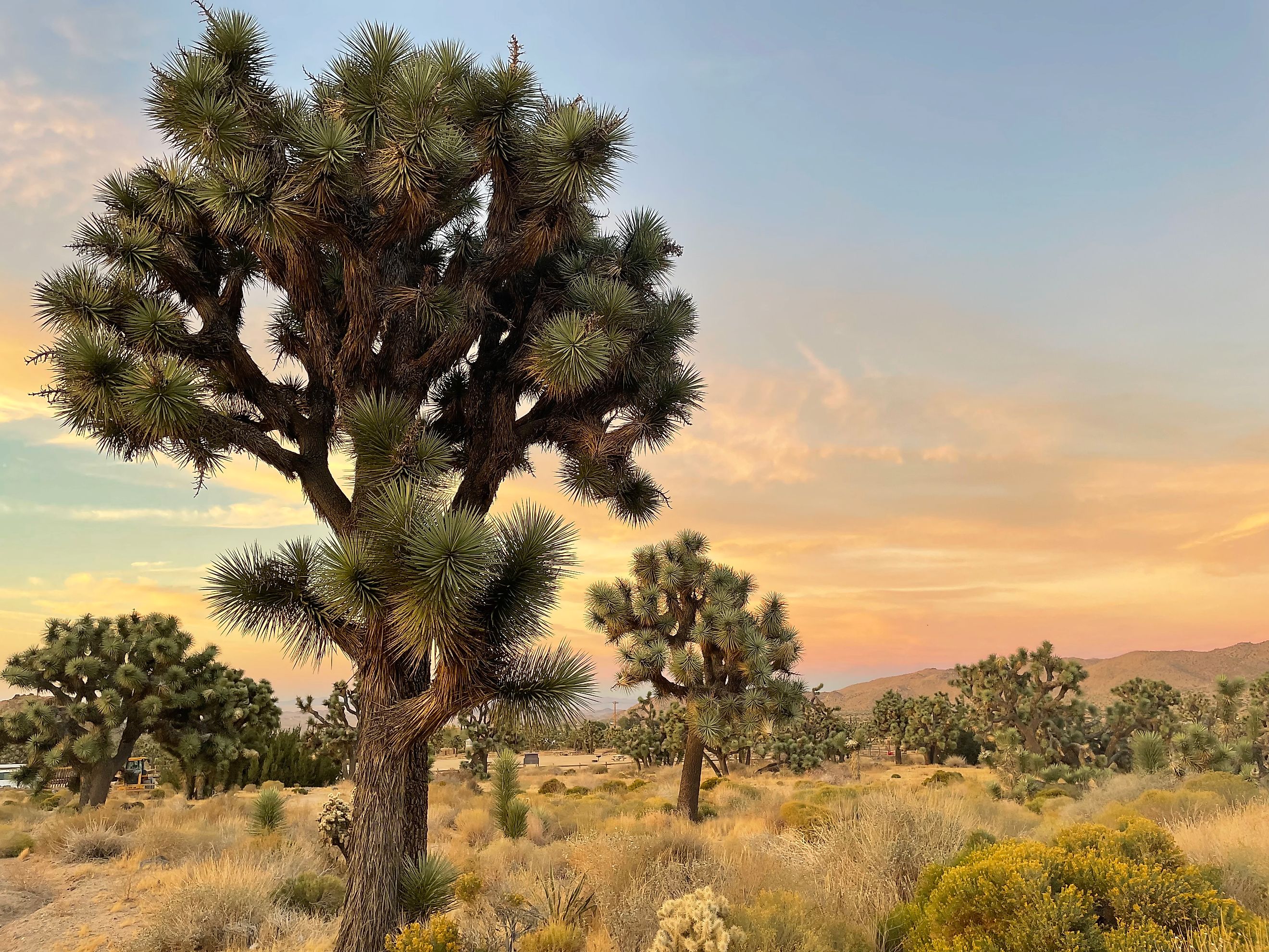 Joshua Trees spread out before a pastel sunset at the California national park made in their honor. Photo: Irina Lipan