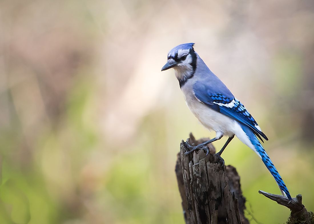 Blue Animals That Exist in Nature - WorldAtlas.com