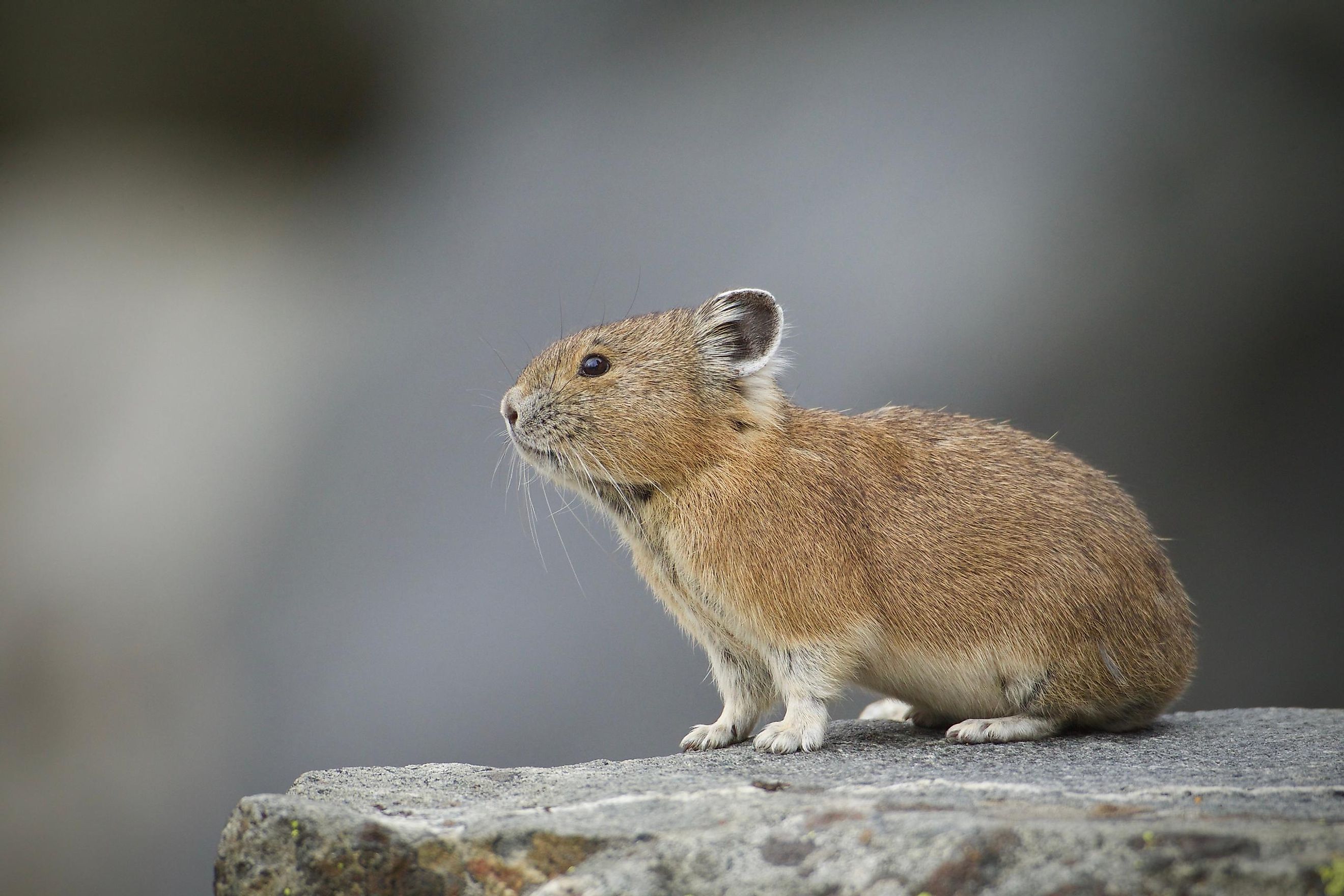 Animals That Live Underground Worldatlas