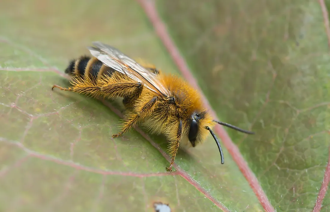 The Seven Different Types of Bees - WorldAtlas