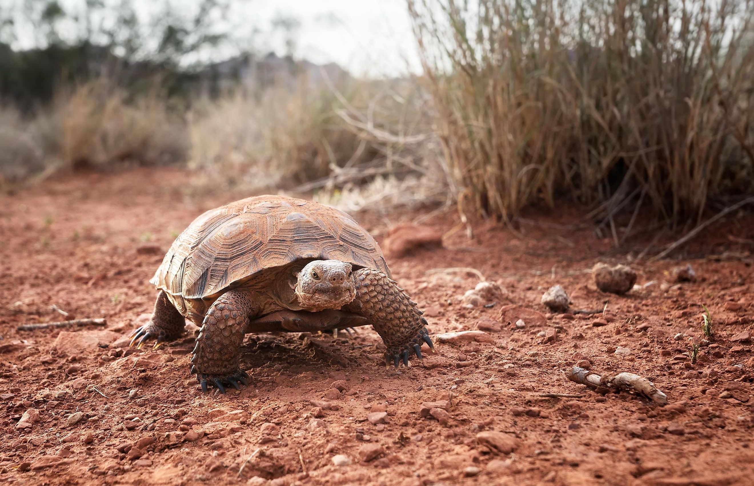 The Sonoran Desert - WorldAtlas