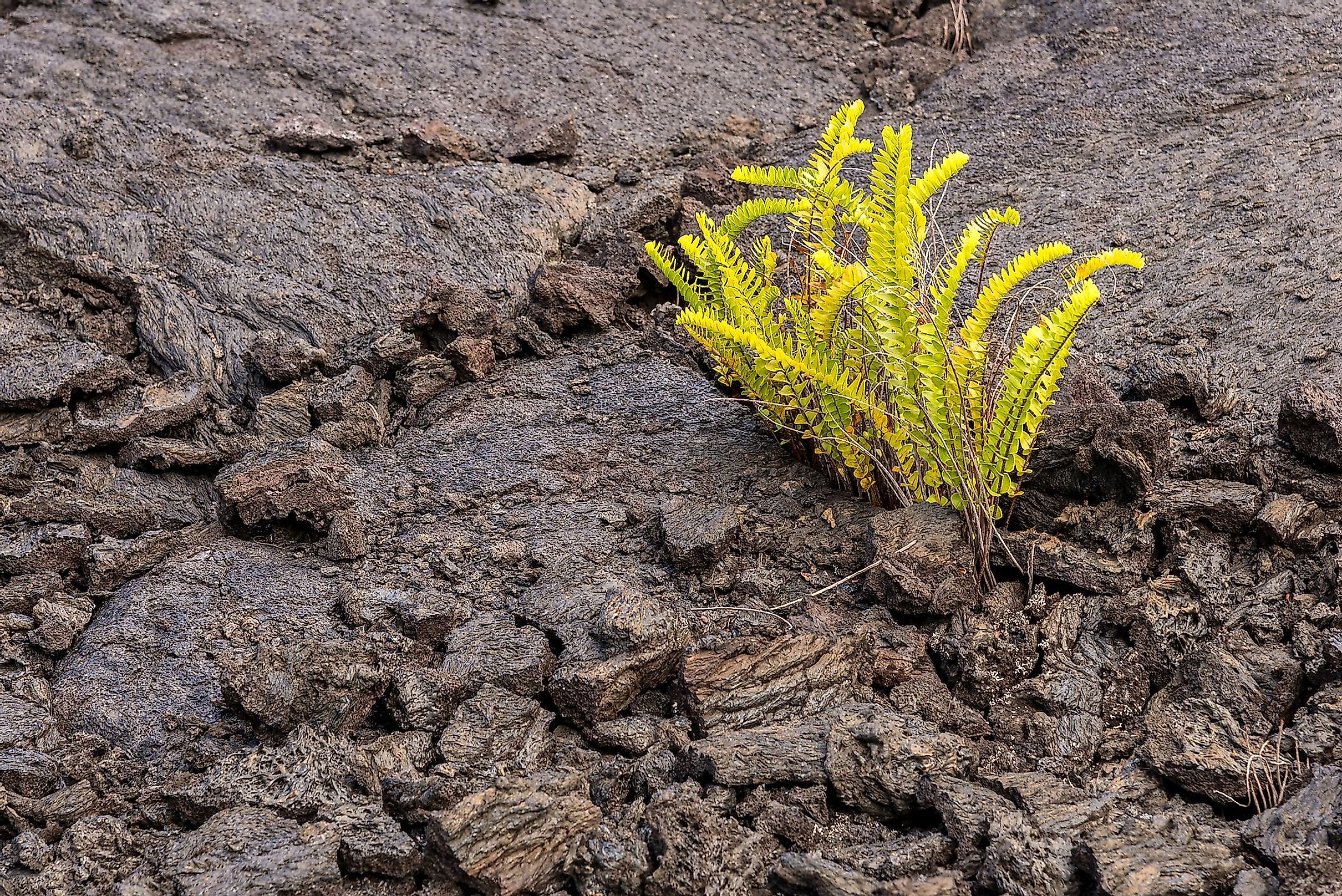 What Is Ecological Succession WorldAtlas