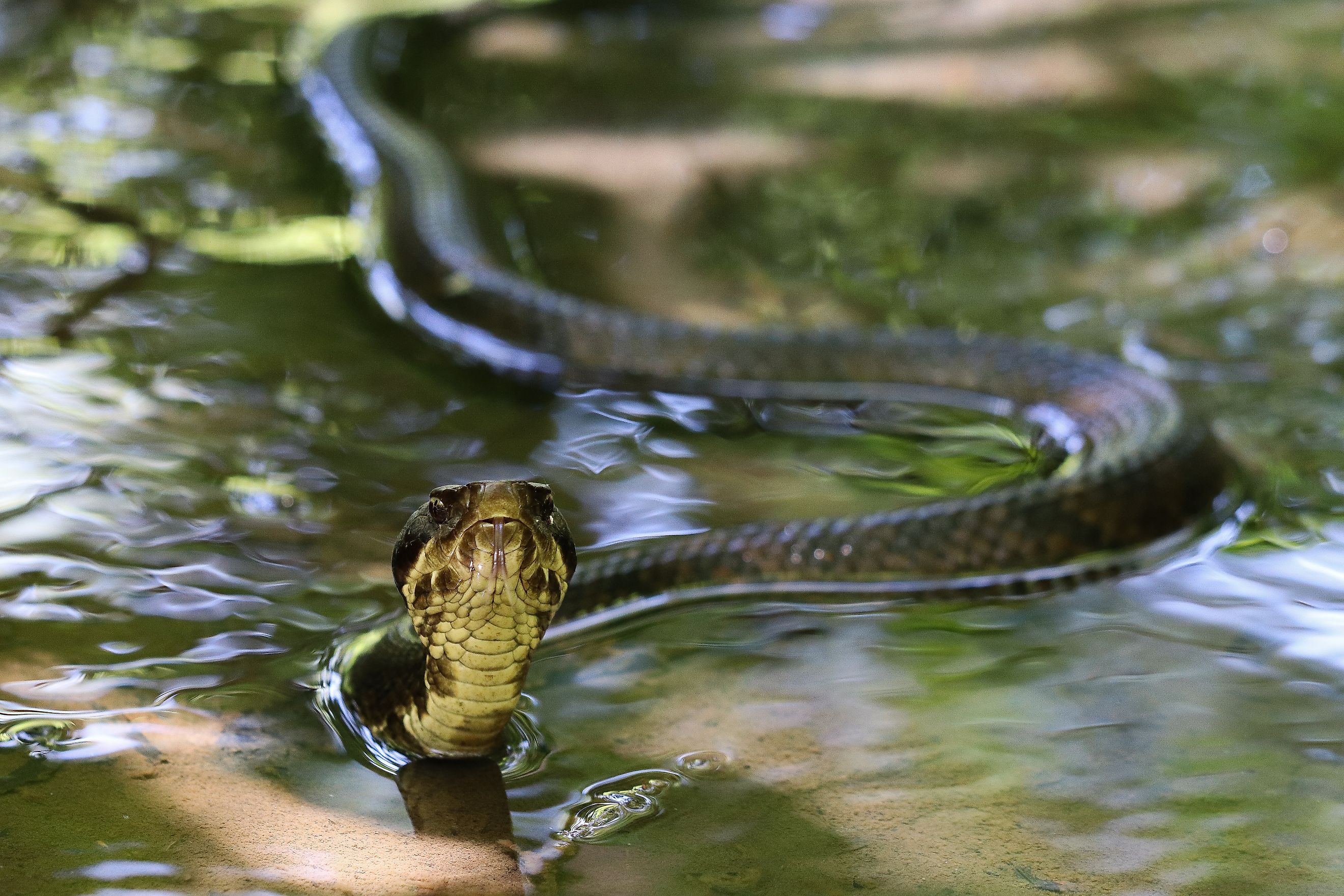 Water Moccasin snake slithering through water