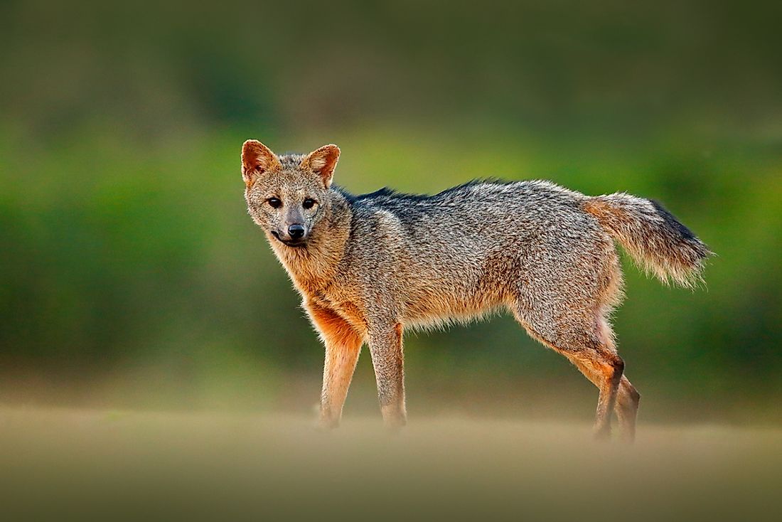 Rare Animals In Venezuela