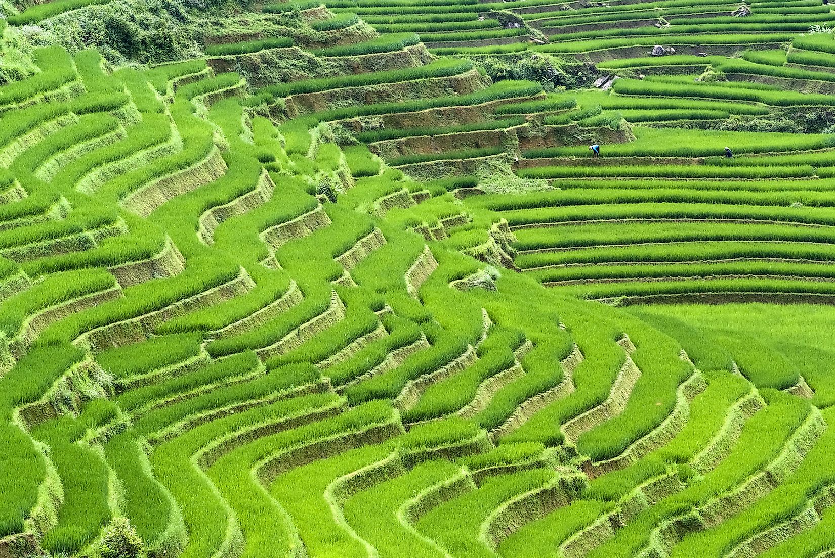 Where Is The Most Rice Grown In The World