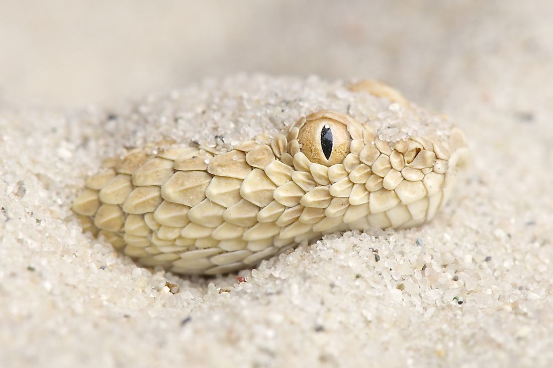 what-animals-live-in-the-sahara-desert-worldatlas