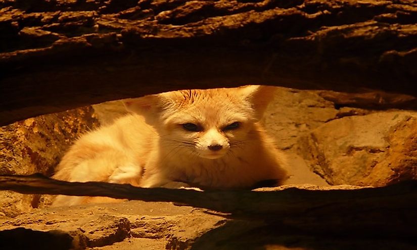 Animals That Live In Caves WorldAtlas   Fennec Fox 77047 640 