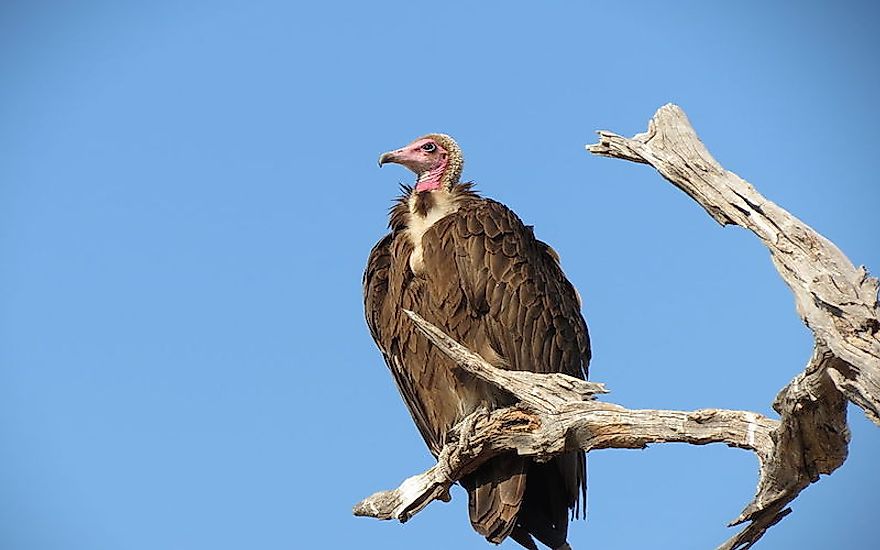 The Sixteen Species Of Old World Vultures Living Today - WorldAtlas