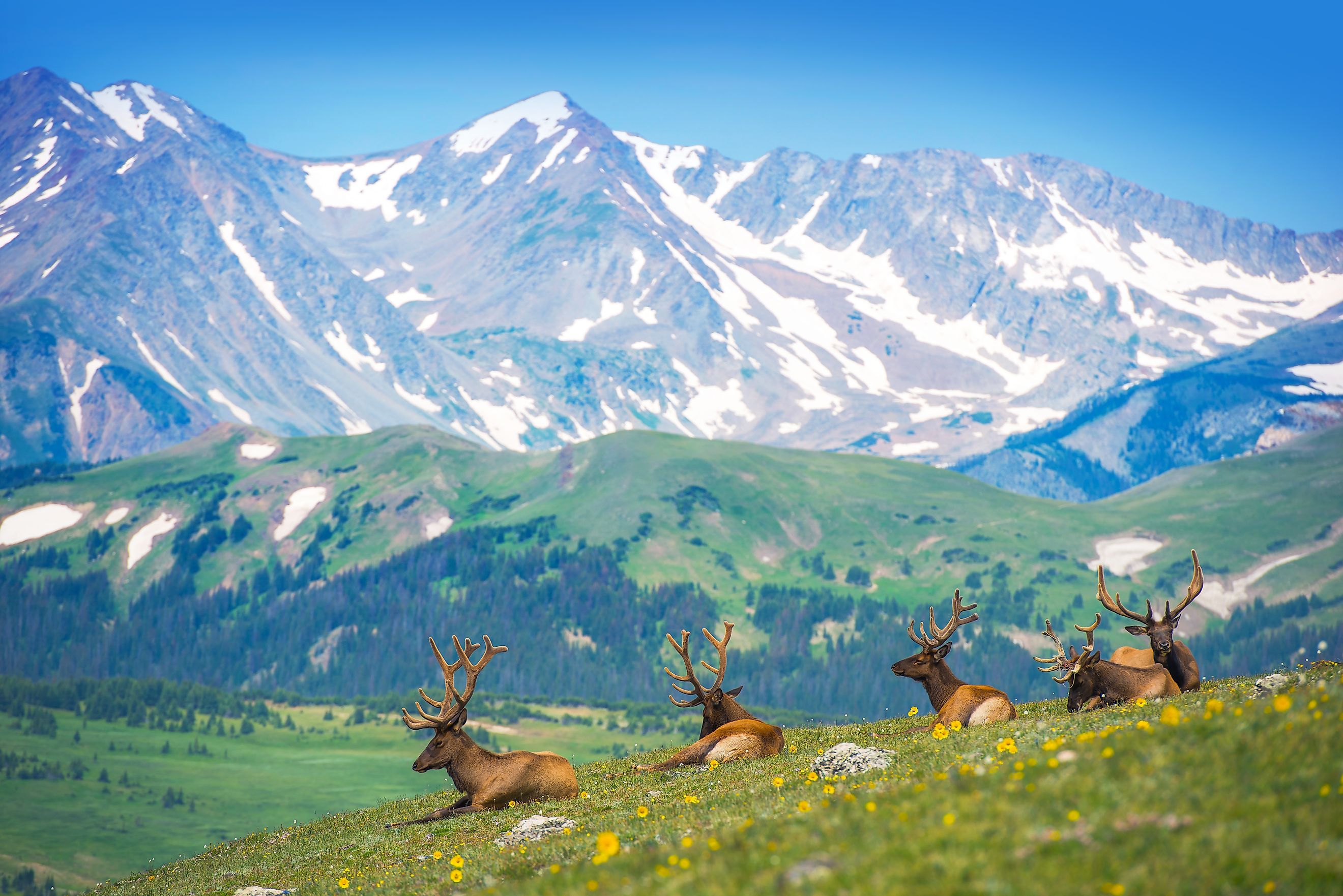 Elk resting in the gorgeous meadows of the Rockies near Estes Park, Colorado.