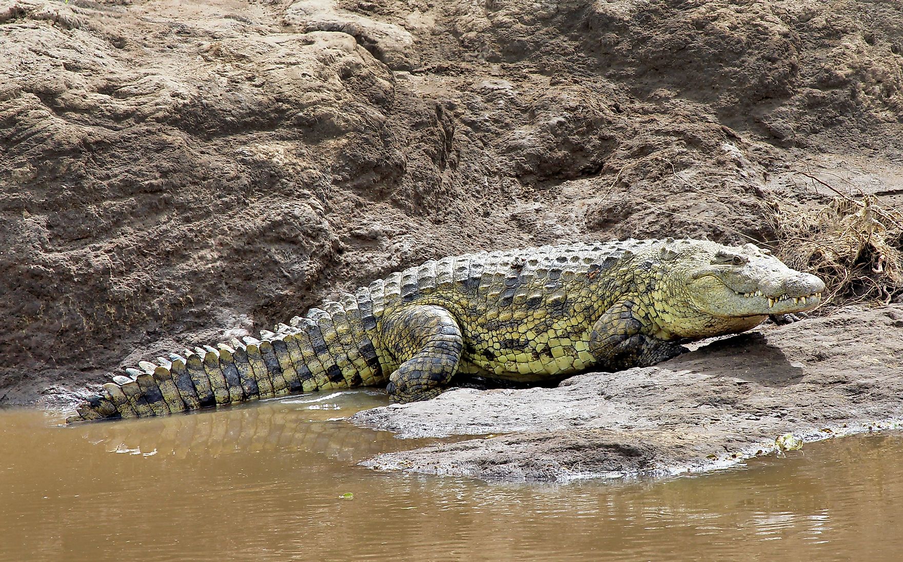 The Largest Reptiles in the World - WorldAtlas